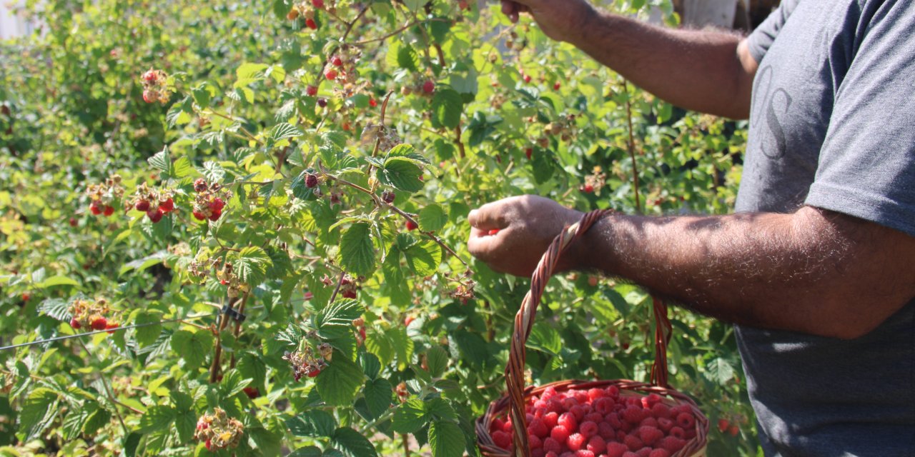 Hobi olarak başladı, şimdi 6 dönümlük arazide ticaret yapıyor