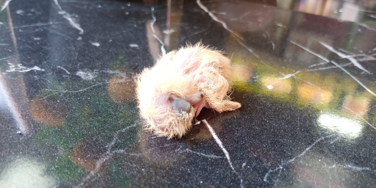 Eskişehir esnafından takdir toplayan hareket