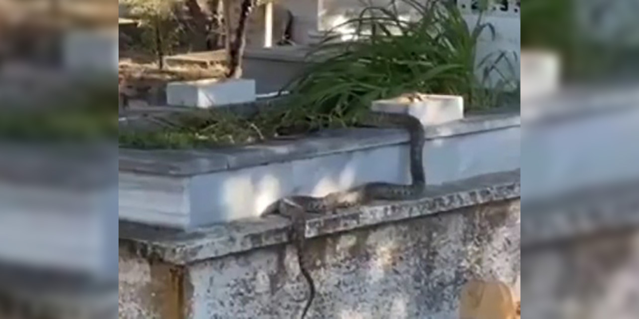 Eskişehir'deki mezarlıkta hayrete düşüren görüntü