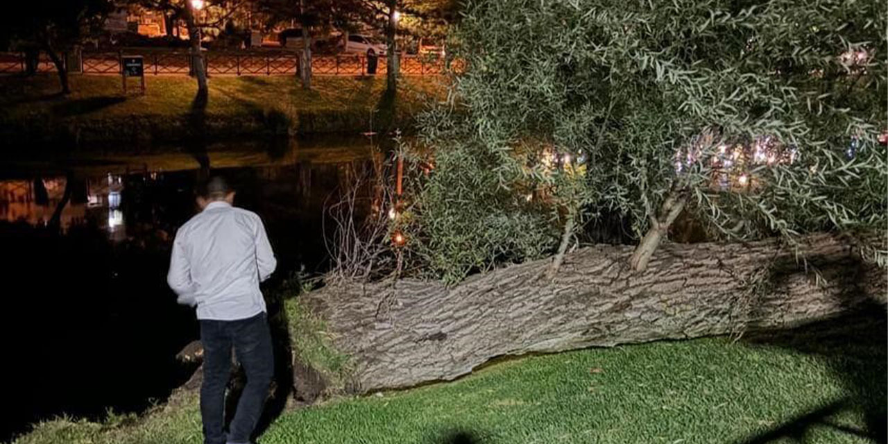 Eskişehir'de kökünden kırılarak devrilen ağaç panik yarattı