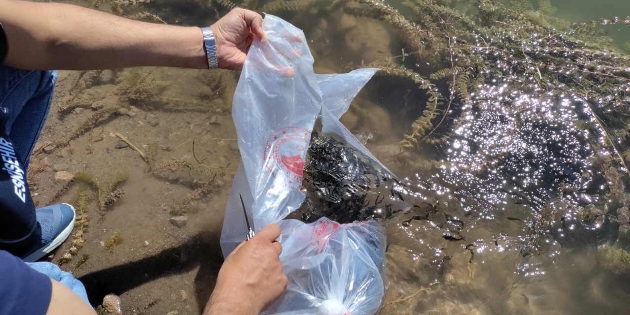 715 bin pullu yavru sazan balığı 30 adet su kaynağına bırakıldı