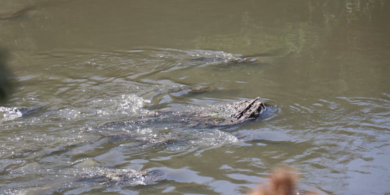 Bir zamanlar balık tutuluyordu, şimdi zehir