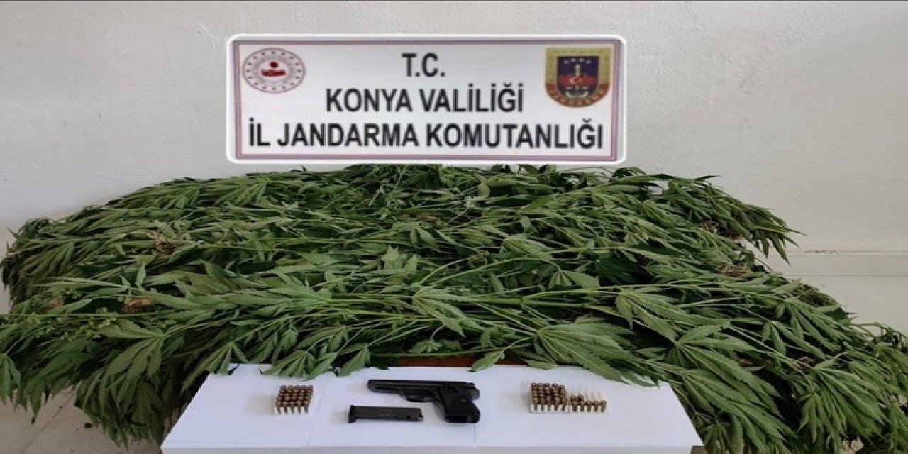 53 kök kenevir bitkisi böyle ele geçirilirdi
