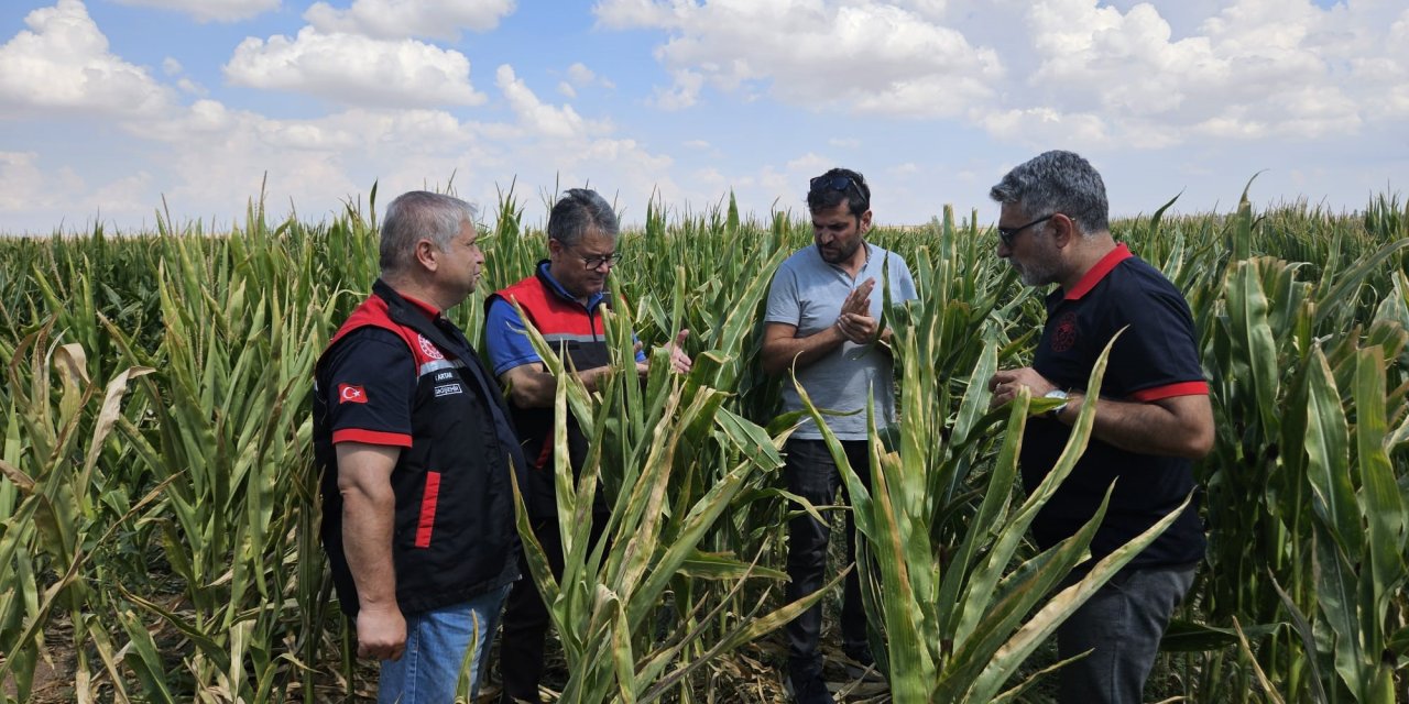 Eskişehir'de tohumluk üretimi 200 bin dekara ulaşarak gelişim kaydetti