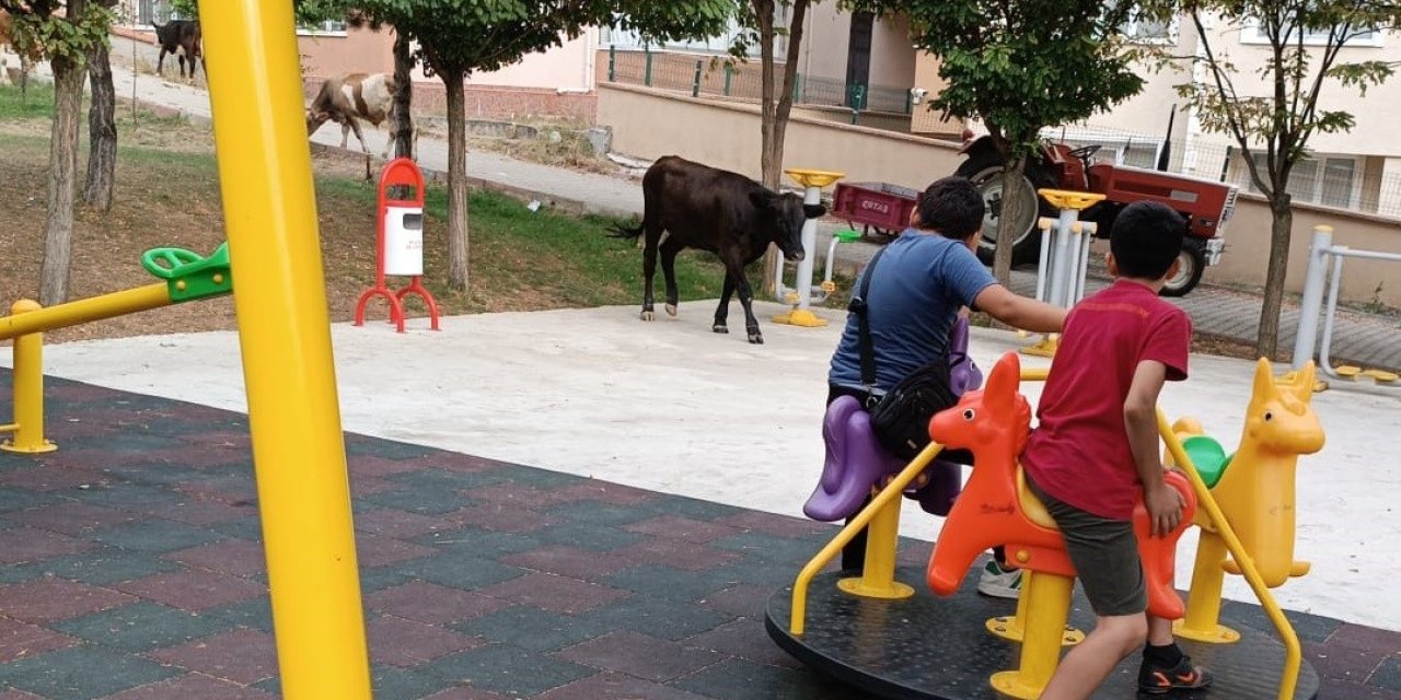 Bilecik'te büyükbaş hayvanlar çocuk parkında otlandı