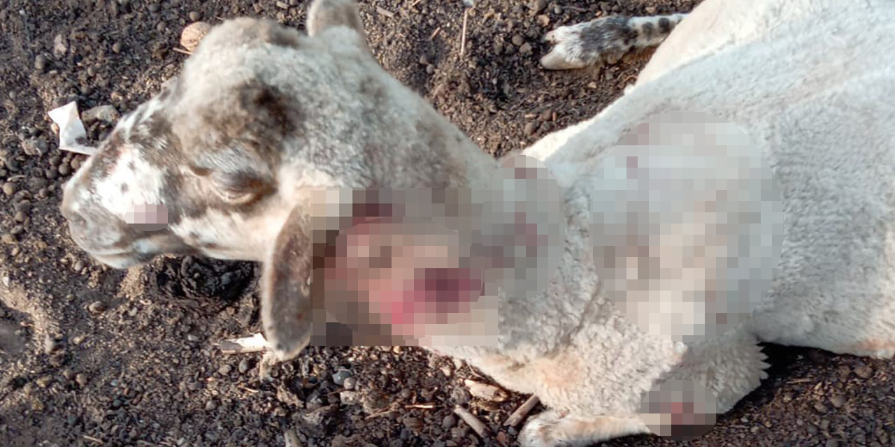 4 sokak köpeği 13 koyuna saldırdı