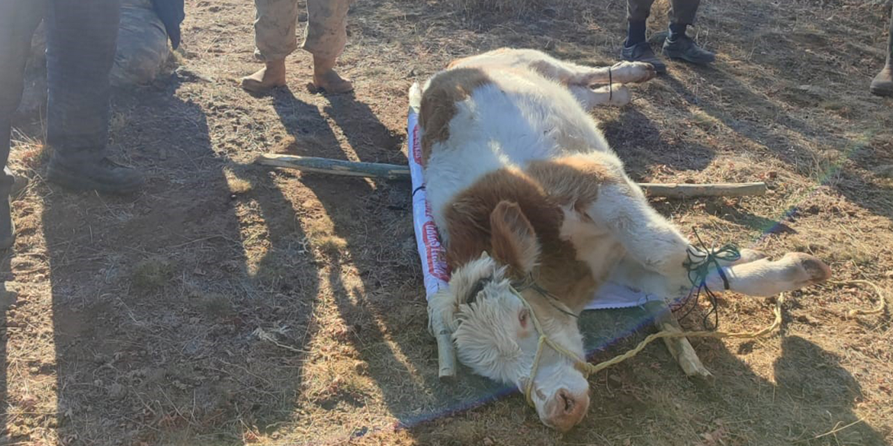 Afyon'da inek 10 saat kayalıklarda mahsur kaldı