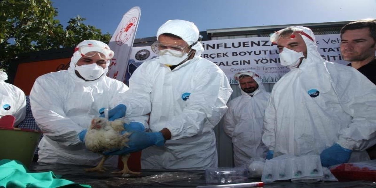Türkiye'de farklı bölgelerde kuş gribi vakaları çıkmaya devam ediyor