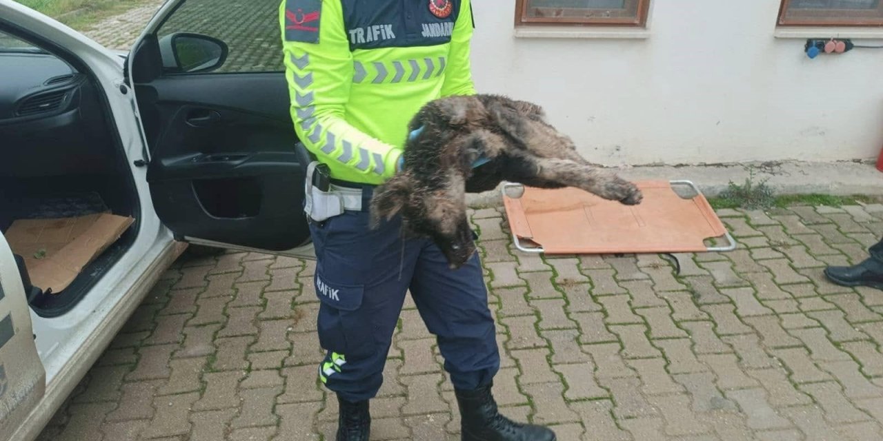 Yaralı halde bulunan sokak köpeği tedaviye alındı