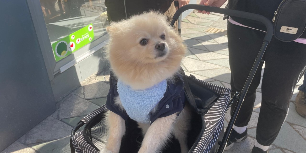 Eskişehir'de köpeğini bebek gibi gezdiriyor
