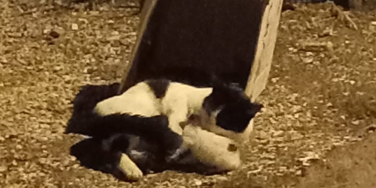 Eskişehir'de dışarıya atılan 2 yavru kedi hayatını kaybetti