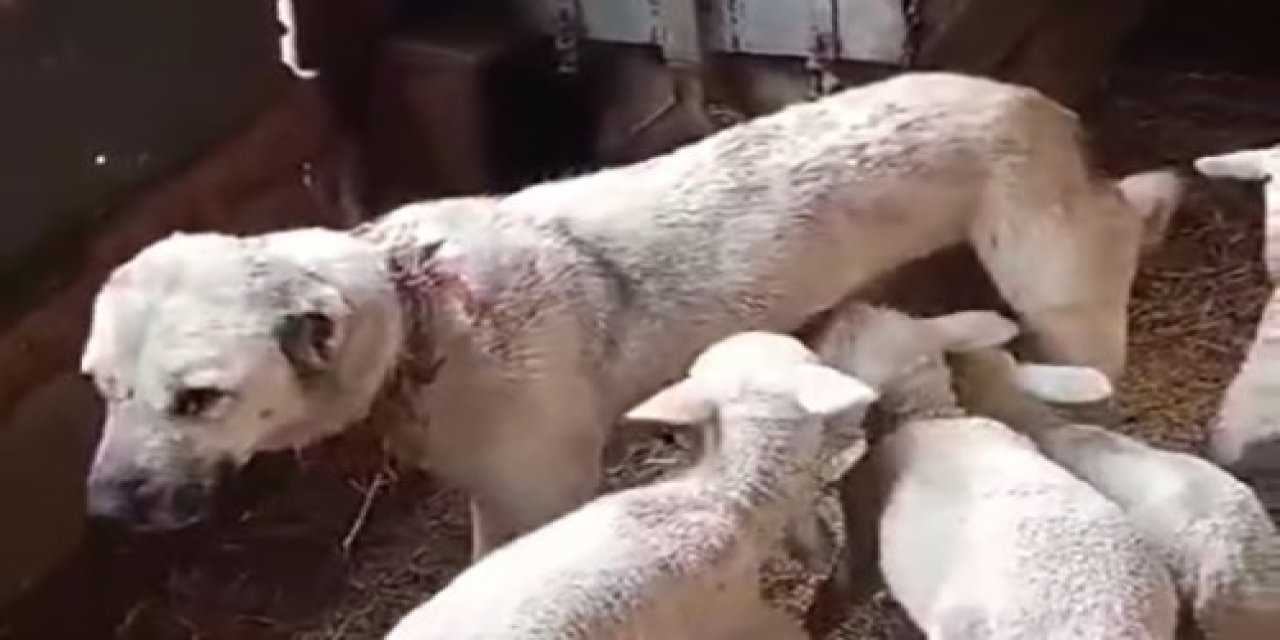 Eskişehir'de çoban köpeğinden süt emen kuzular böyle görüntülendi