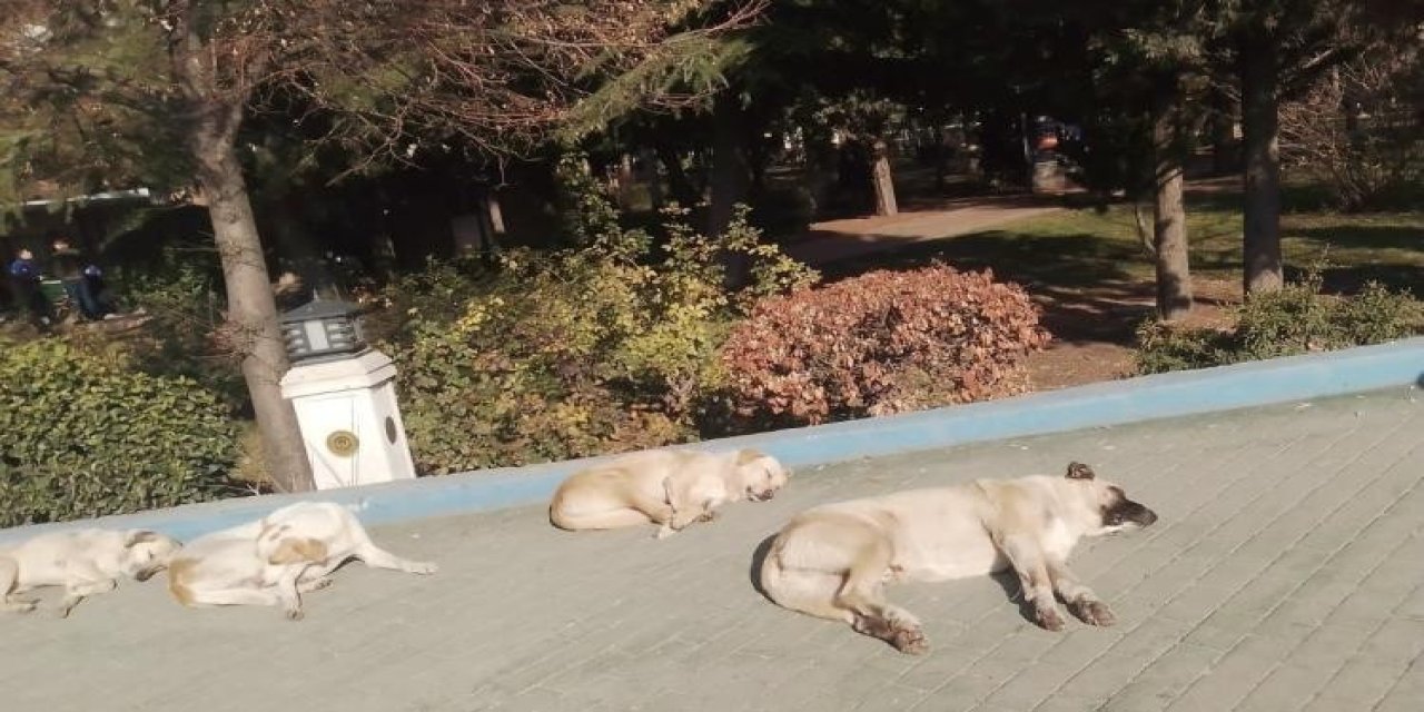 Kaldırımda güneşlenen sokak köpekleri vatandaşları gülümsetti