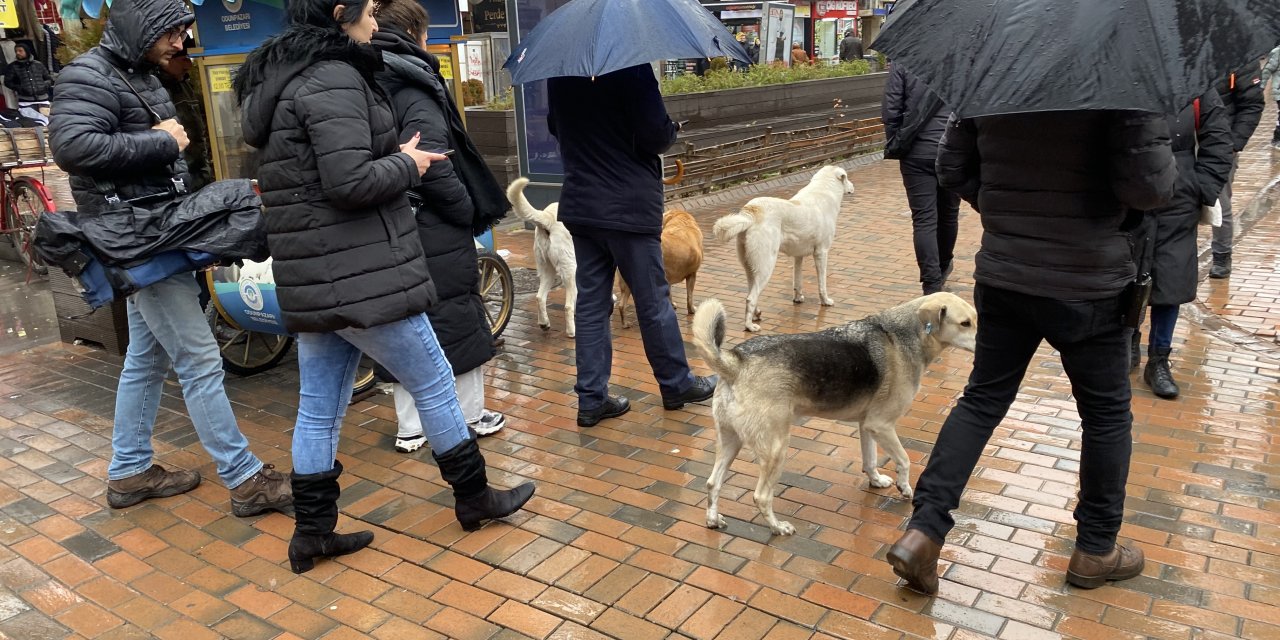 Sevimli köpekler Eskişehir'de etkinliklerin simaları haline geldi