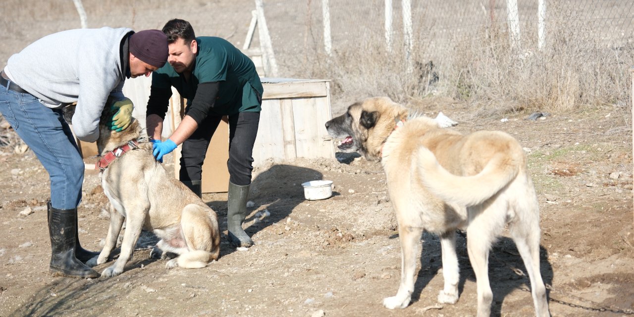 Eskişehir'de çoban ve bekçi köpekleri için çalışmalar sürüyor