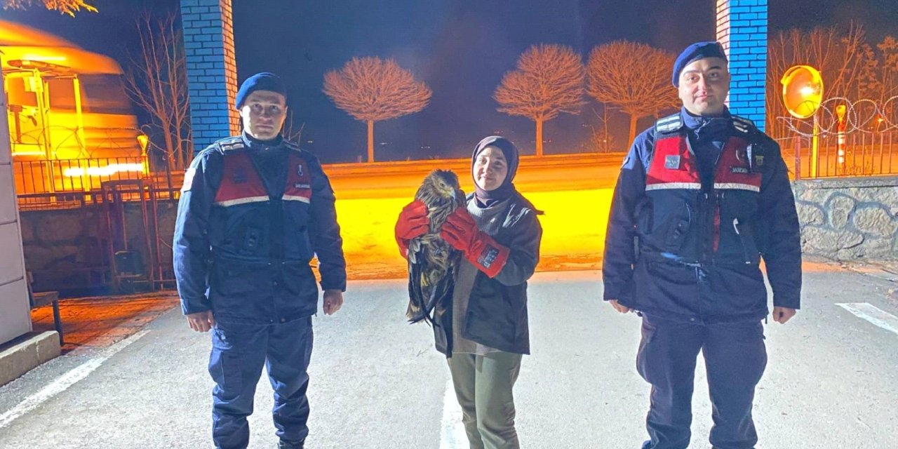 Eskişehir'de yaralı kızıl şahin şahin bulundu