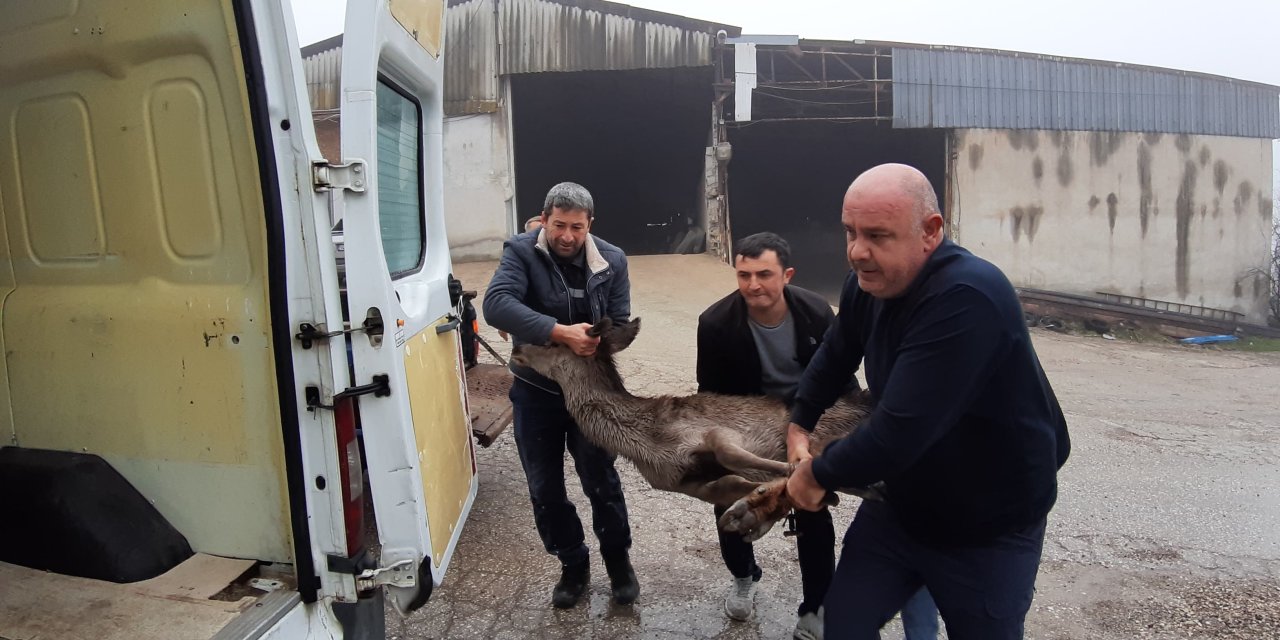 Sokak köpeklerinin saldırdığı karaca böyle kurtarıldı