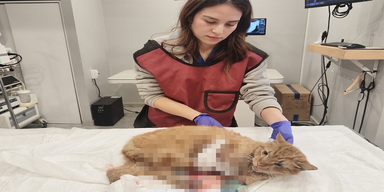Eskişehir’de ağır yaralı kediyi hayvanseverler kurtardı