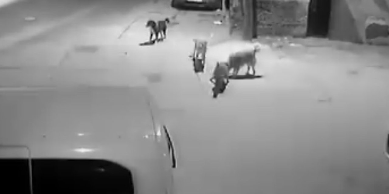 Bursa'da köpek dehşeti