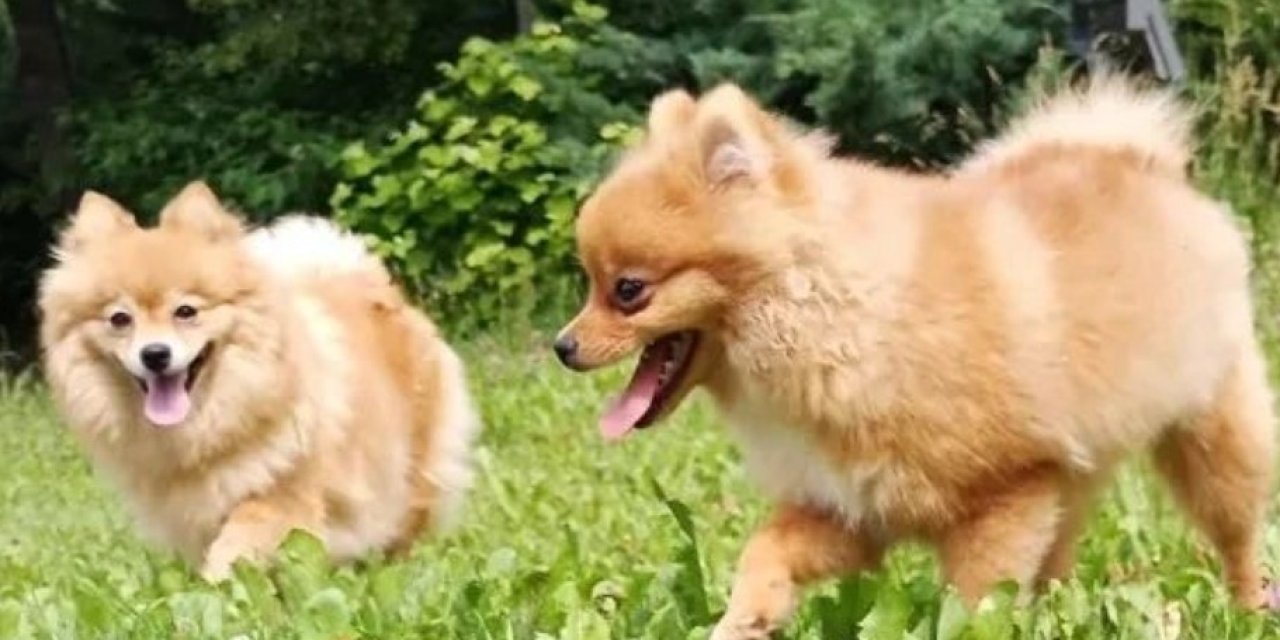Köpeklerini çalan hırsızların yakalanması için yetkililerden yardım istedi