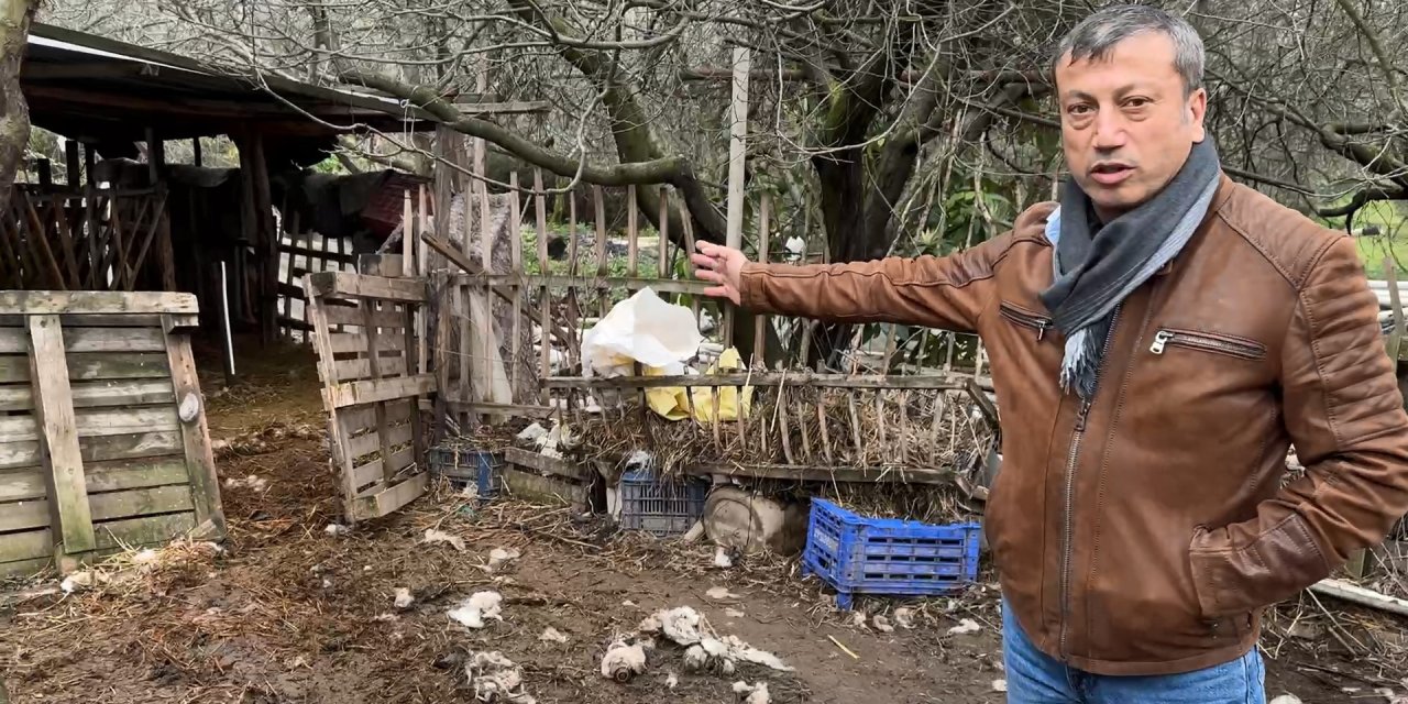 Bursa'da onlarca hayvan böyle telef oldu
