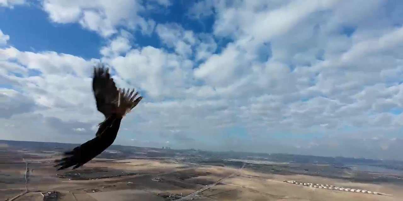 Meraklı şahin kameralara yansıdı