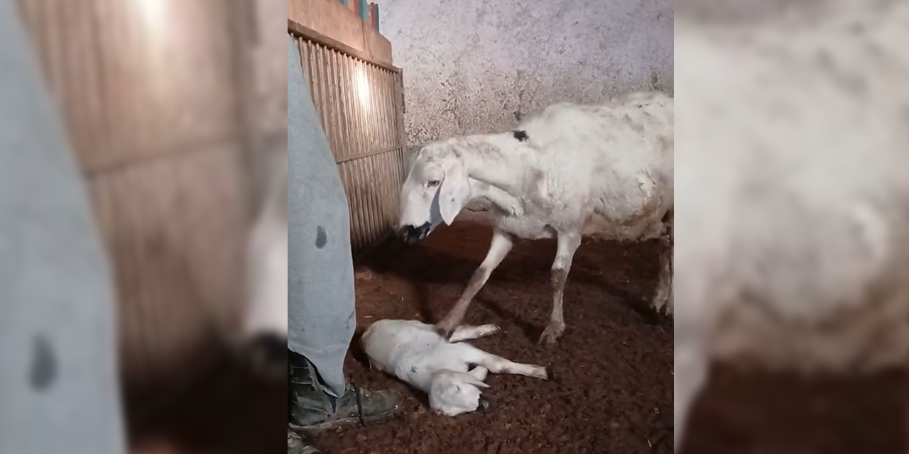 Ciğerine süt kaçan kuzuyu annesi böyle hayata döndürmeye çalıştı