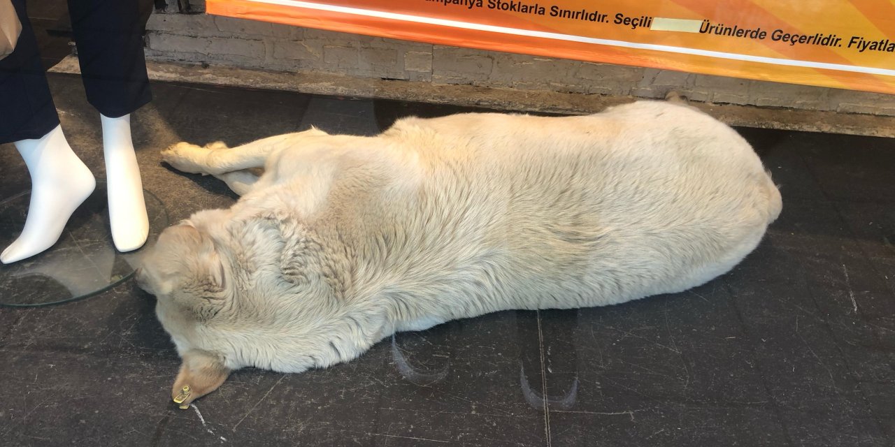 Eskişehir'de mağaza vitrininde uyuyan köpek dikkat çekti