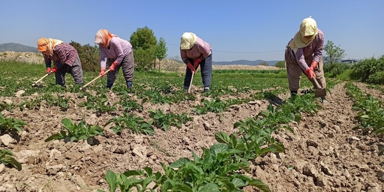 Çiftçilere 145 milyon destek