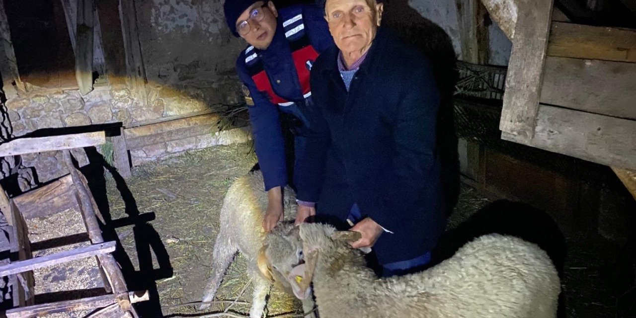 Jandarmadan kayıp hayvanlar için titiz çalışma