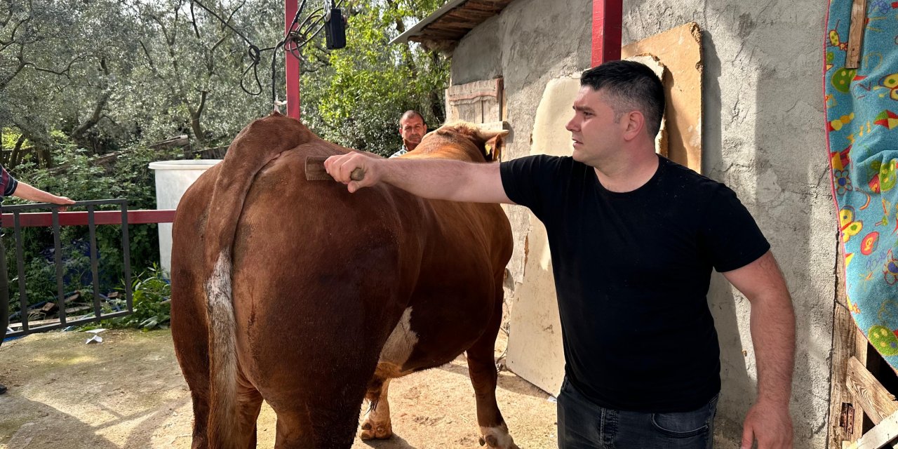 "Paşa" isimli dana en çok ilgi gören kurbanlık oldu