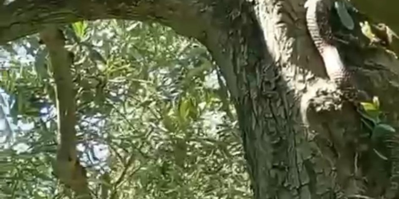 Bursa'da görenleri şok eden görüntü