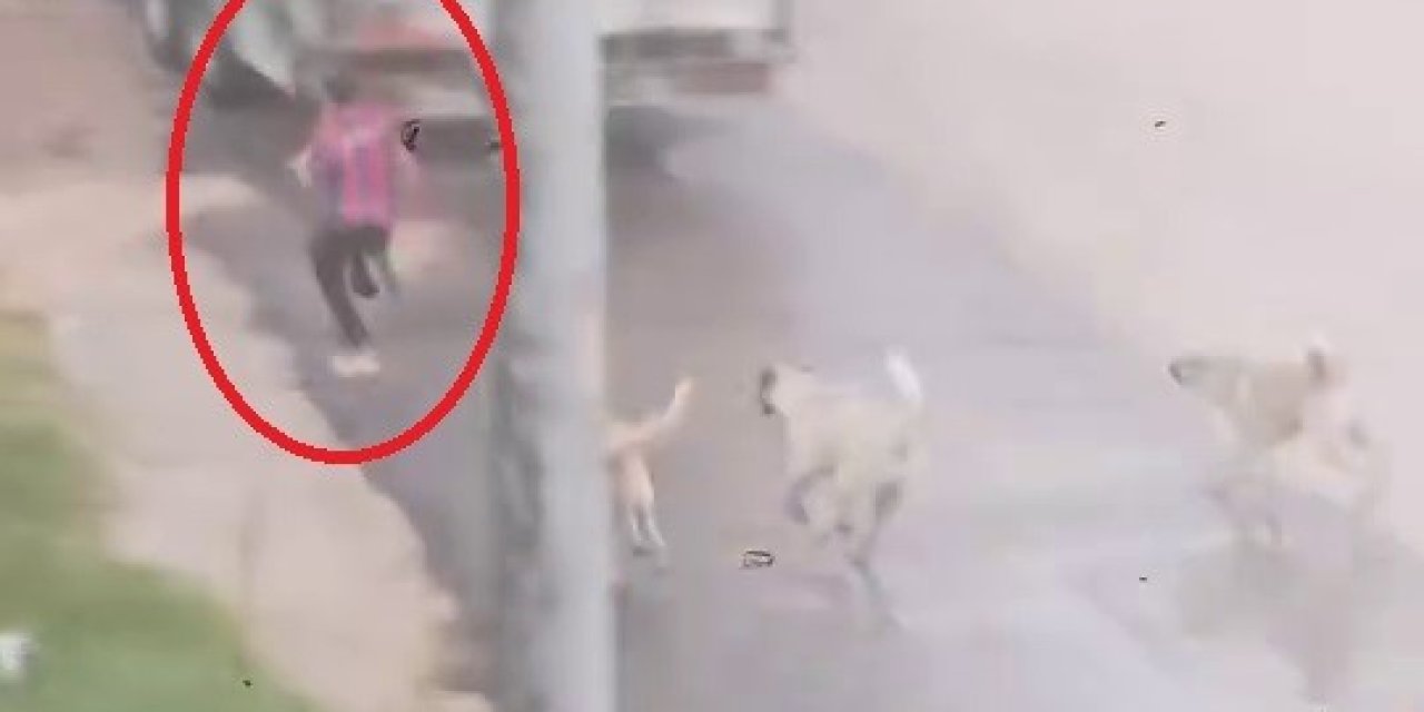 Köpek sürüsü çocuğa saldırdı