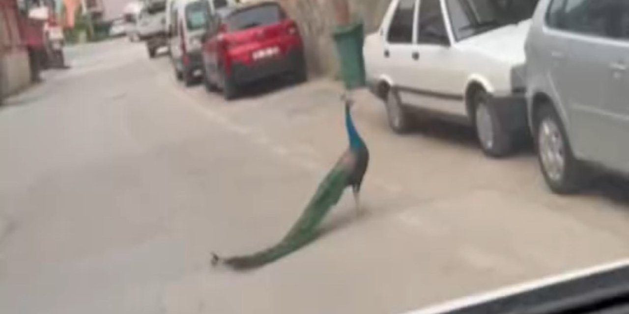 Tavus kuşu yola çıktı sürücüler şaşırdı