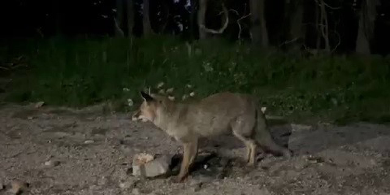 Uludağ’da tilkileri besledi, o anları kayda aldı