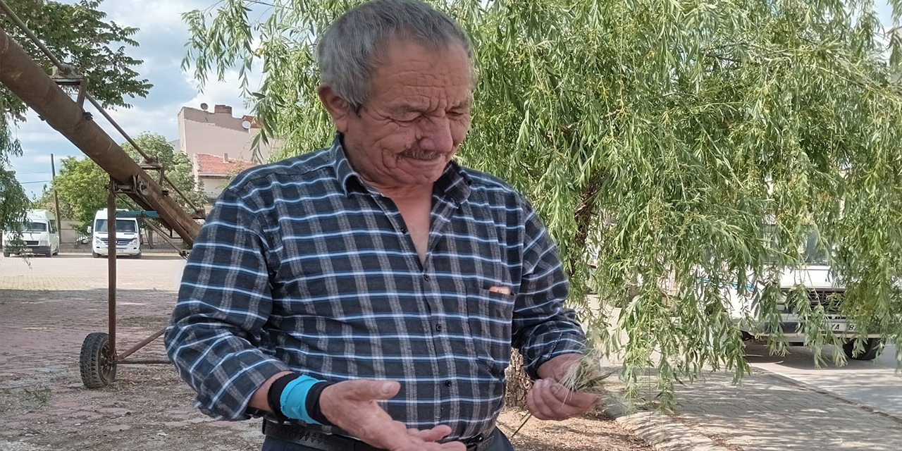 Eskişehir'de zirai don nedeniyle buğday ve arpa üretimi zarar gördü