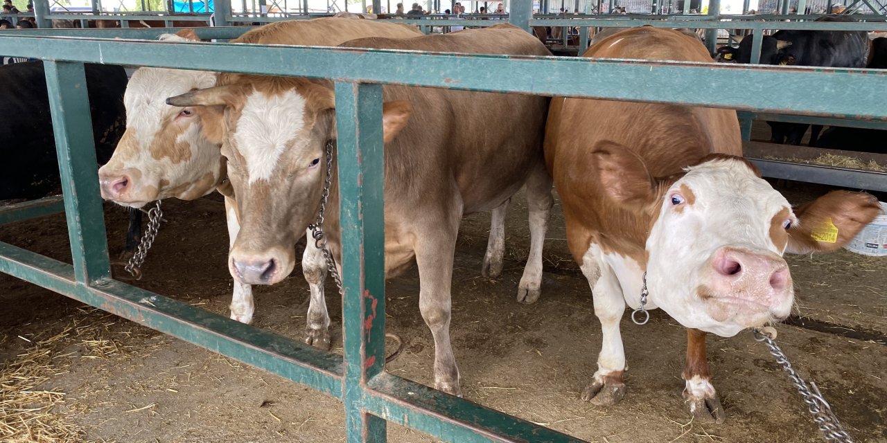 750 kilo ağırlığındaki 3 düve görenlerin dikkatini çekiyor