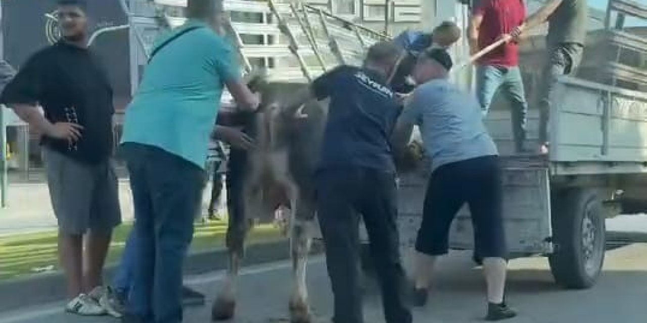 Kurbanlık hayvanlar sahiplerinin elinden böyle kaçtı