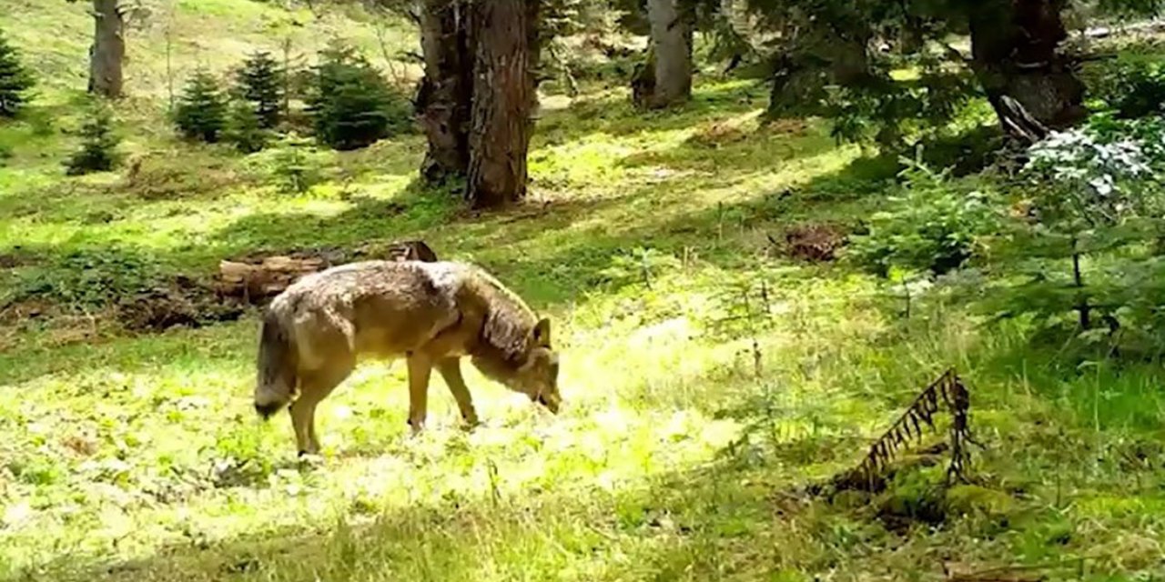 Bozkurt fotokapana böyle yakalandı