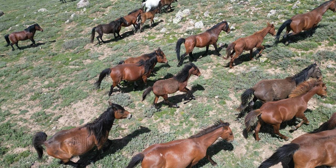 Yılkı atları yaz mevsimin gelmesi ile yaylalardan aşağı indi