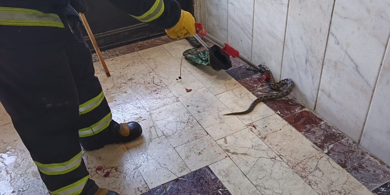 Aparman girişinde engerek yılanı yakaladılar