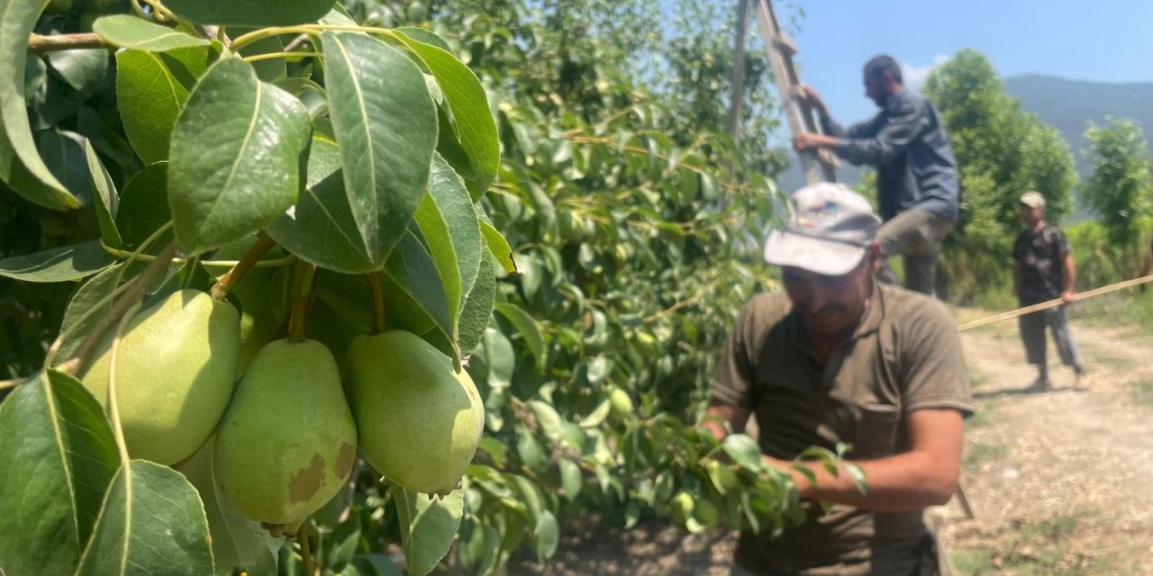 Hasat öncesi bahçelerde "seyreltme" yapılıyor