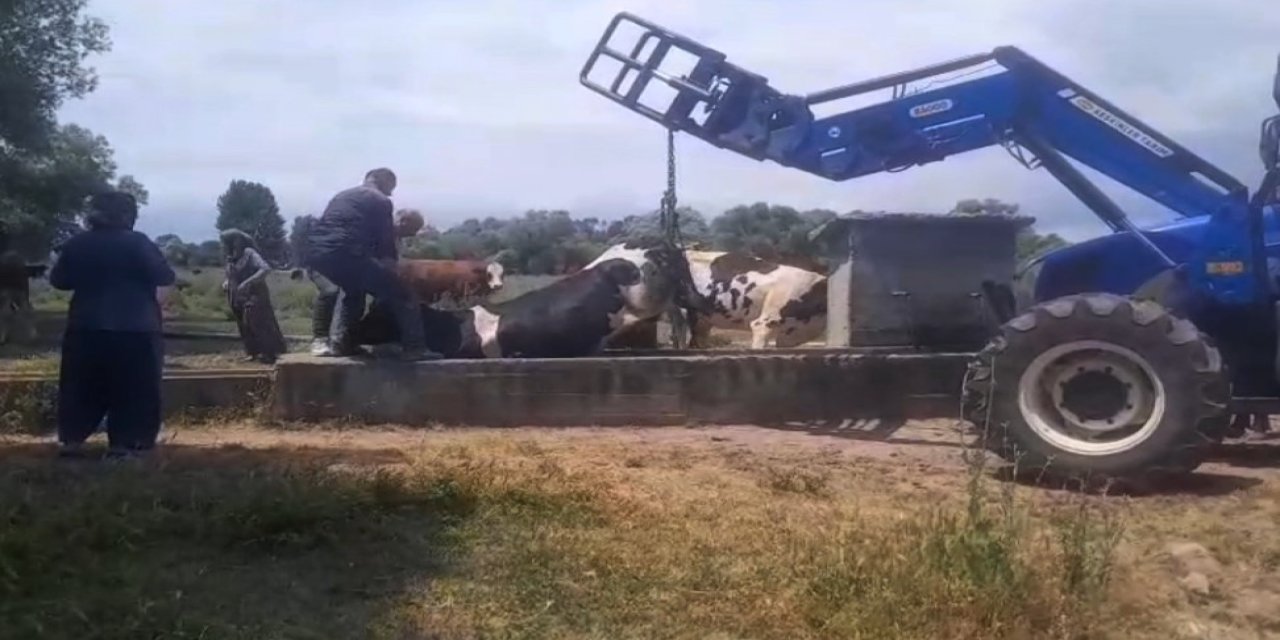 Sıkışan ineği böyle kurtardılar