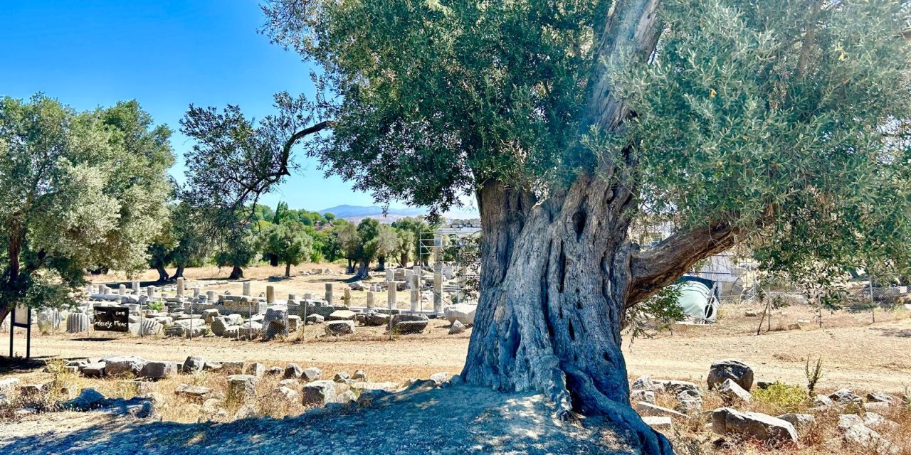 Yapmayın beyler ormanlara, zeytinliklere kıymayın