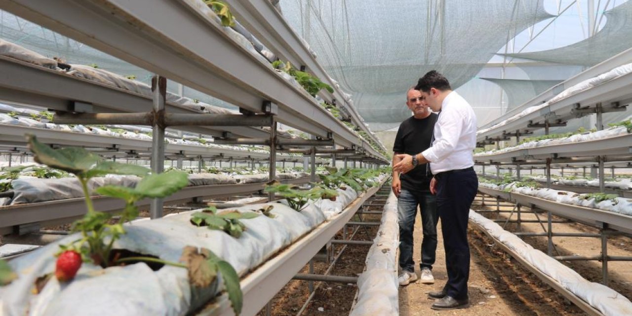 Eskişehir'de topraksız tarımla çilek mucizesi: Verim 6 kat arttı