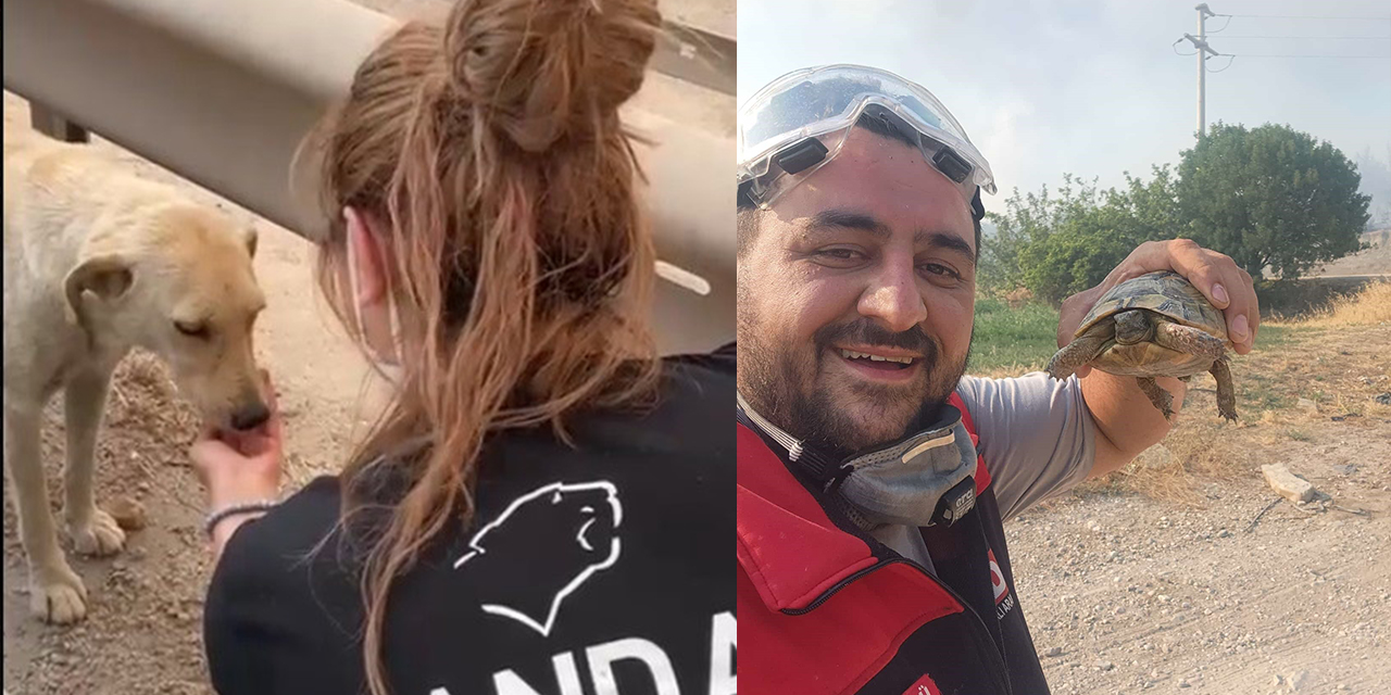 Orman yangınından etkilenen hayvanlara yardım eli