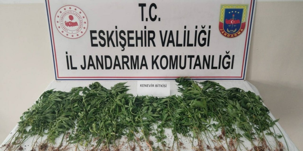 Eskişehir’de kenevir yetiştiren şahıs yakalandı