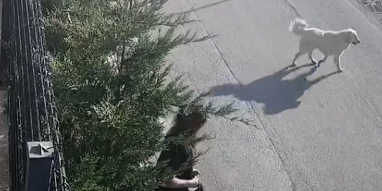 Bursa'da sokak köpeklerinin saldırısı böyle görüntülendi