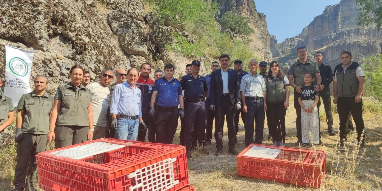 600 kınalı keklik doğaya salındı
