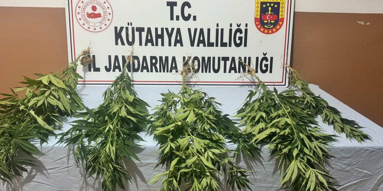 Kenevir yetiştiren şahıslara baskın!